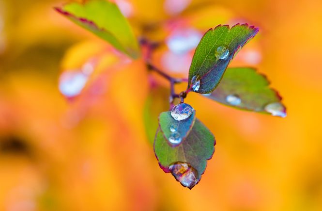 Herbst-Regen